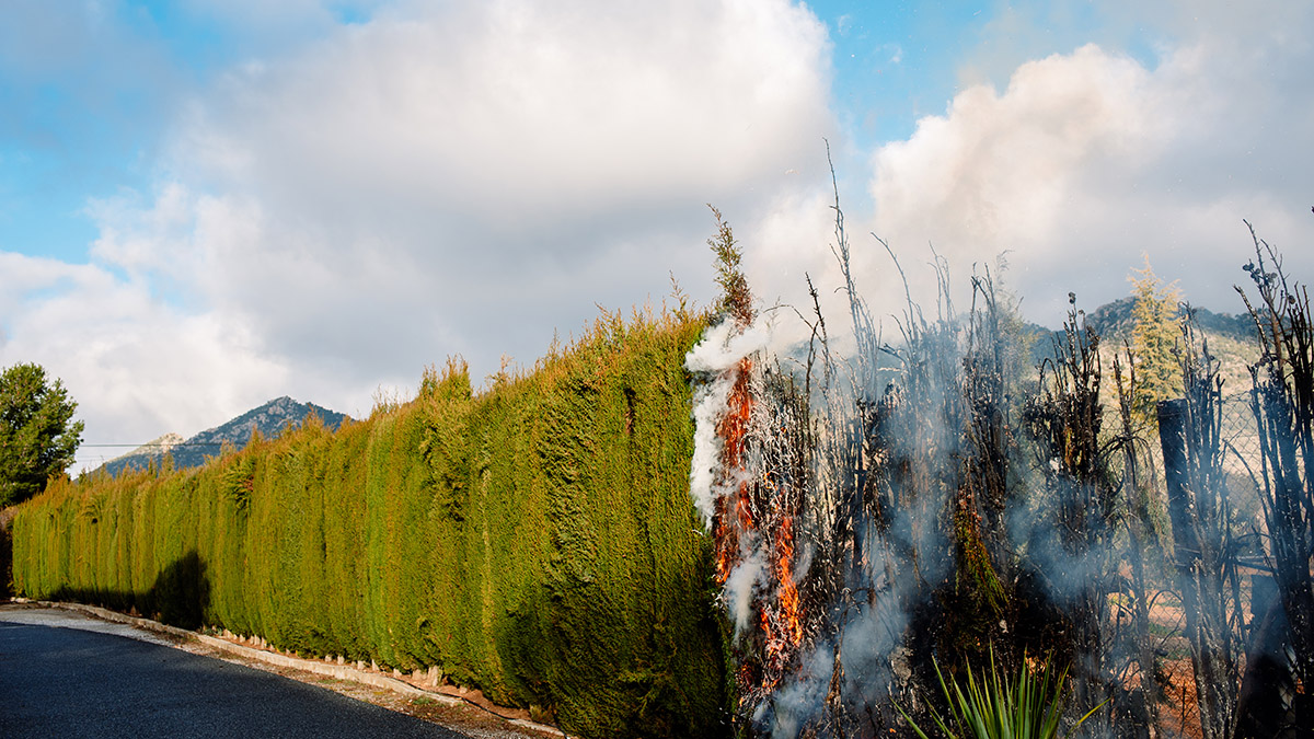 Alien vegetation fire and flood risk South Africa